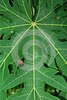 Leaves In Symmetry