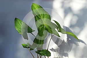 Leaves of Syngonium, on neutral white background with shadows. Popular unpretentious houseplant. Potted liana. Watering, lighting