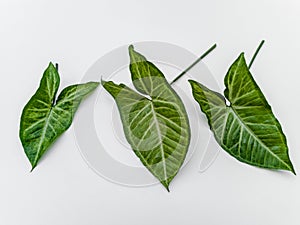 Leaves of Syngonium Podophyllum White Butterfly