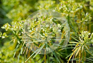 Leaves of Tabaiba salvaje closeup. photo