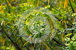 Leaves of Tabaiba salvaje (Euphorbia regis-jubae) closeup. Canary Islands photo
