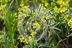 Leaves of Tabaiba salvaje Euphorbia regis-jubae closeup. photo