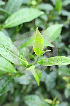 The leaves of Taichung Sun Moon Lake Black Tea