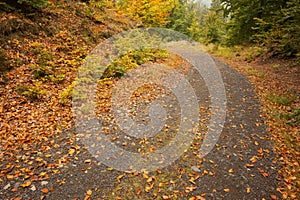 Leaves on tarmac curved country road along trees