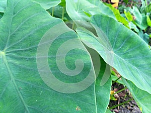 Leaves Taro