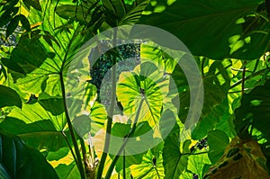 Leaves of the taro plant, Colocasia esculenta, glow in the rainforest, lit by the sun from behin