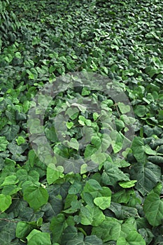 Leaves of te common ivy