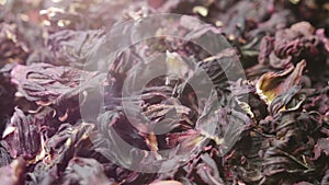 Leaves of tea carcade. Video with beautiful lens flare. Traditional Egyptian drink