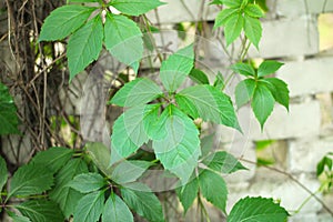 leaves of tendril climbing plant against a brick fence