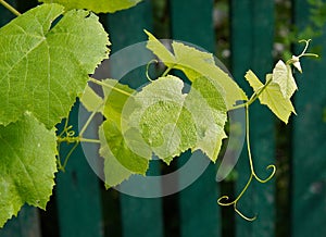 Leaves and tendrils of grape plants