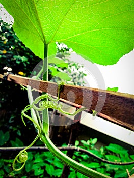 Leaves and tendrils of Pumpkin or Squash plant.