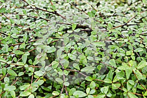 Leaves of Terminalia ivorensis Chev