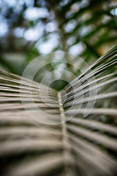 Leaves texture background. Close-up branch palm. Leaves of palm trees. Tropical leaf background. Green foliage.