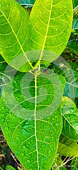 green awar leaves photo