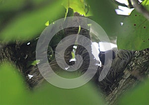 Between the Leaves Three-toed Sloth Sleeping photo