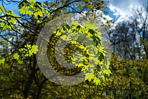 Leaves to the light. Glow of green foliage of a tree in a sunbeam. Natural background