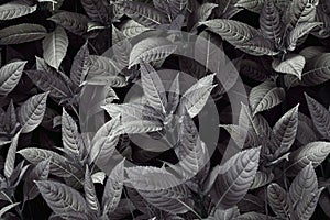 Leaves top view background texture black-white photo