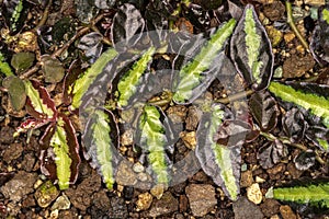 Leaves of Trailing Watermelon Begonia