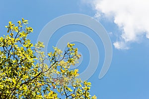 The leaves of the tree against the blue sky with white clouds. nature.