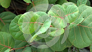 Leaves on a tree at the Anne Kolb Nature Center