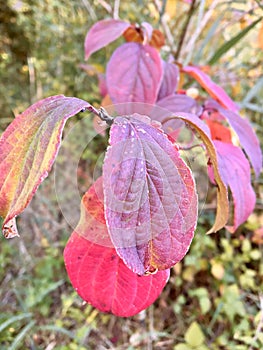 Leaves of the tree in autumn Zeewolde