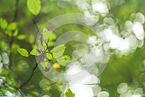 Leaves on a tree branch with nice blurred bokeh - shallow depth of field photo, only leaf in focus, can be used as