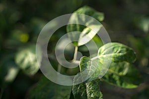 Leaves on a tree branch in the sunlight.