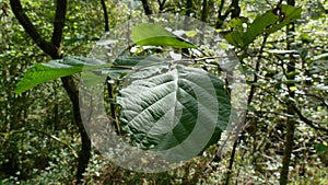 Leaves of a tree branch among the vegetation of the forest. Unedited photograph