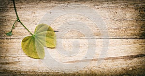 Leaves of a tree (Burma Padauk leaves)on a wood background.