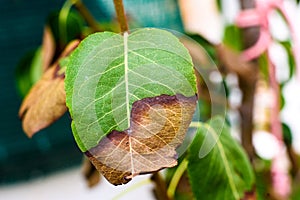 Leaves on a tree drying dying burned by the heat