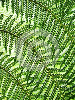 Leaves of a tree fern backlit in Trebah Garden, Cornwall