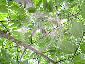 Leaves on a tree are the primary photosynthetic organs of the plant