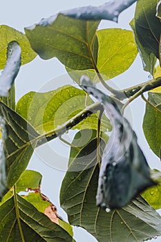 leaves of a tree with raindrops in winter