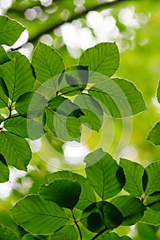 The leaves of a tree