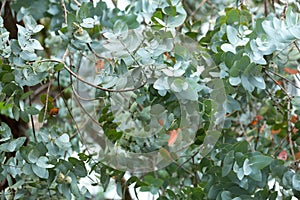 Leaves of tree silver eucalyptus - Eucalyptus cinerea