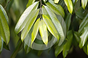 Leaves of the tree species Maasia glauca
