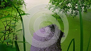 The leaves of the tree touch the water. Reflection of branches touching the water on the surface of a muddy river moving