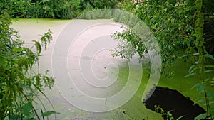 The leaves of the tree touch the water. Reflection of branches touching the water on the surface of a muddy river moving