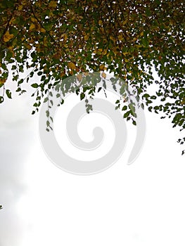 Leaves of a tree view from below