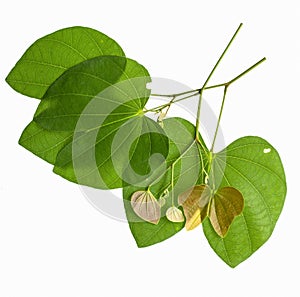 Leaves of a tree on a white background.