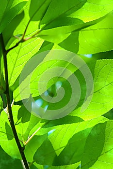 Leaves tree willow