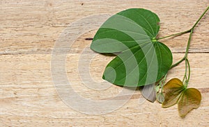 Leaves of a tree on a wood background.