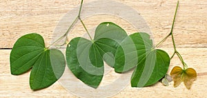 Leaves of a tree on a wood background.