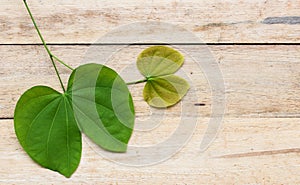 Leaves of a tree on a wood background.