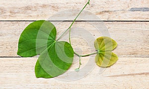 Leaves of a tree on a wood background.