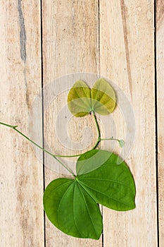 Leaves of a tree on a wood background.