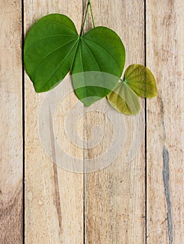 Leaves of a tree on a wood background