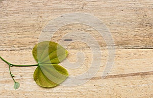 Leaves of a tree on a wood background