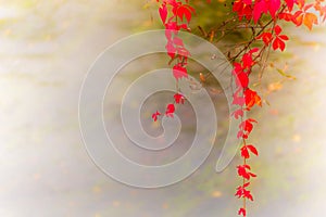 Leaves of trees in autumn colors, sunlit