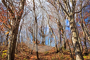 Leaves less trees in autumn, Lake Towada - Towada, Aomori, Japan